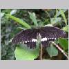 Papilio polytes - Suedostasien-China - sassnitz m01.jpg